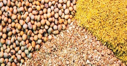 عرضه خوراک دام با نرخ دولتی برای دامپروریها در فارس عرضه خوراک دام با نرخ دولتی برای دامپروریها در فارس