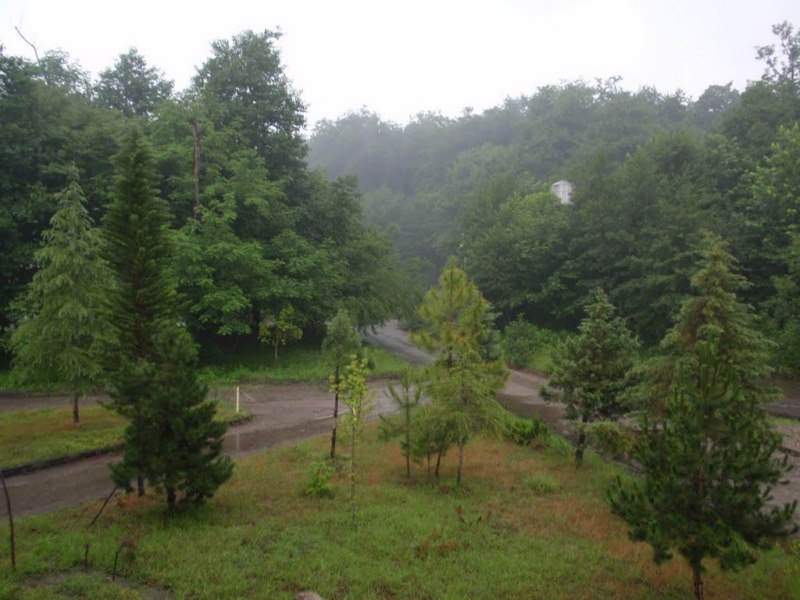 سفربه جنگل تیلاکنار در مازندران