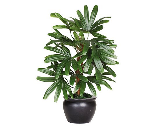 کدام گیاهان برای کلاس درس مناسبترند؟!