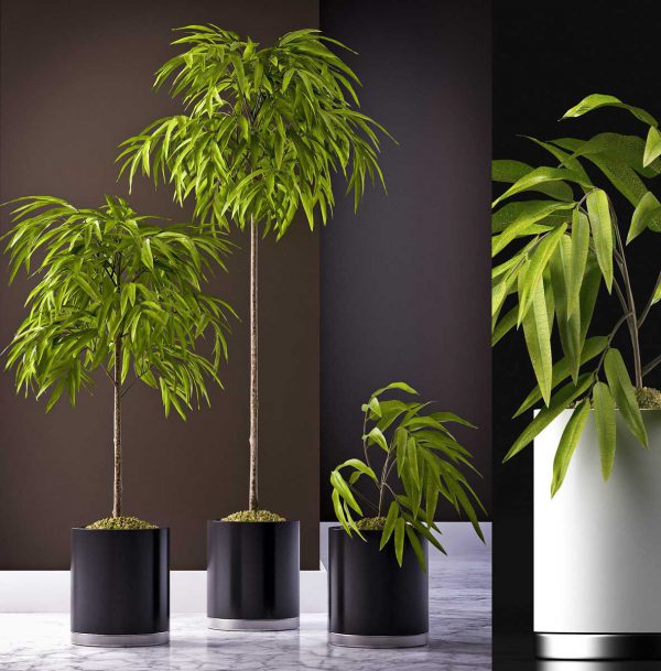 کدام گیاهان برای کلاس درس مناسبترند؟!