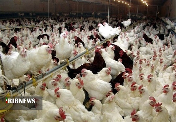 مرغ لاین به همدان می‌آید