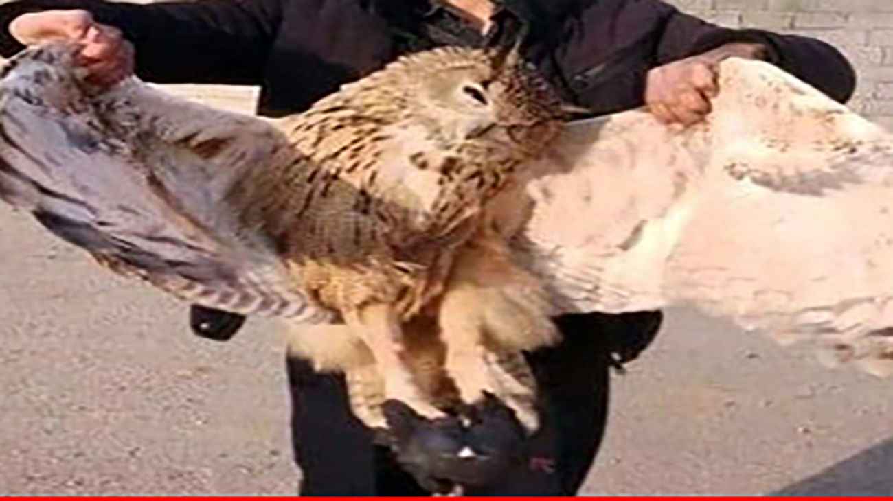 بزرگترین جغد ایران دچار برق گرفتگی شد بزرگترین جغد ایران دچار برق گرفتگی شد