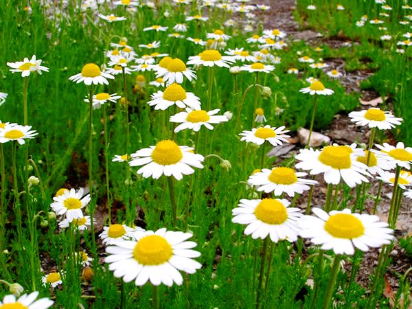 خواص بابونه چیست؟