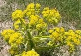 کشت گیاه باریجه در ۲۲۰۰ هکتار اراضی طبیعی کشت گیاه باریجه در ۲۲۰۰ هکتار اراضی طبیعی