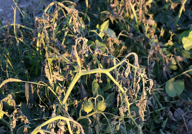 خسارت ۹ میلیارد تومانی سرما به مزارع پارسیان