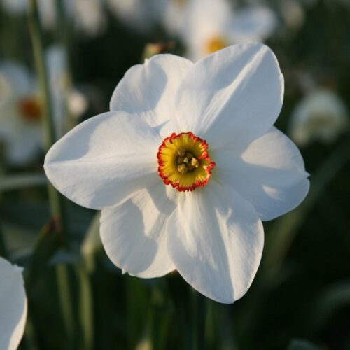 تکثیر و نگهداری گل نرگس