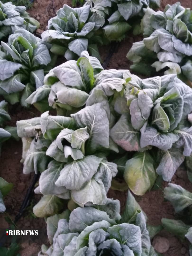 خسارت بیش از ۷۹۰ میلیارد ریالی به کشاورزی قیروکارزین خسارت بیش از ۷۹۰ میلیارد ریالی به کشاورزی قیروکارزین