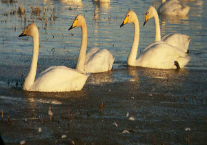 سرشماری ۵ هزار بال قوی فریاد کش در تالاب سرخرود