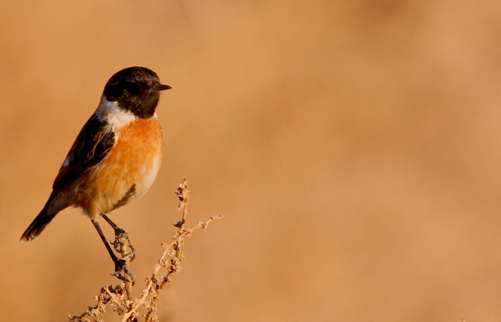 ثبت رکورد جدیدی از گنجشک سانان در خراسان جنوبی