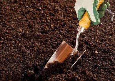 کاشت دانه انار در گلدان