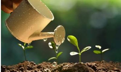 کاشت دانه انار در گلدان