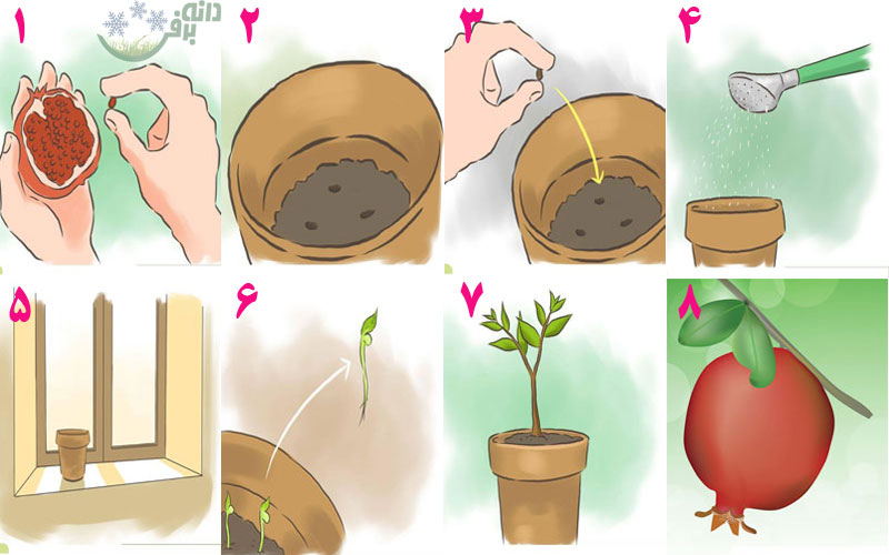 کاشت دانه انار در گلدان