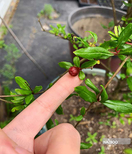 کاشت دانه انار در گلدان