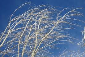 کمین قاتل خاموش در روز‌های بادی