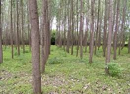 متقاضیان زراعت چوب برای دریافت تسهیلات اقدام کنند متقاضیان زراعت چوب برای دریافت تسهیلات اقدام کنند