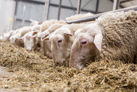 آخورهای خالی