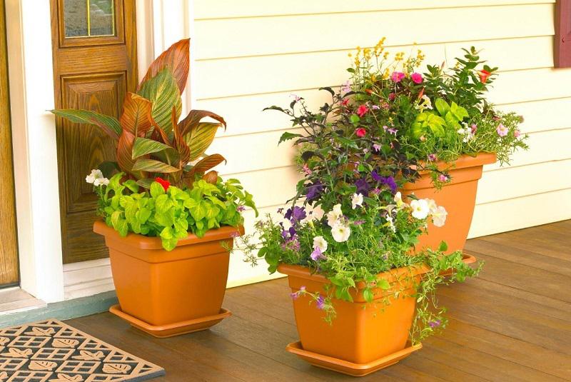 تأثیر حضور گل‌ها و گیاهان در محیط