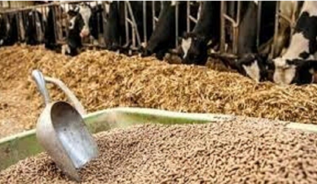 نهادههای دامی در شهرستان گراش توزیع شد. نهادههای دامی در شهرستان گراش توزیع شد.