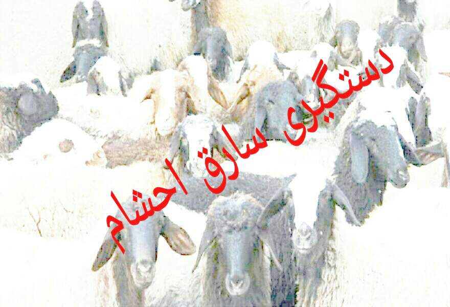 دستگیری سارق احشام در دزفول دستگیری سارق احشام در دزفول