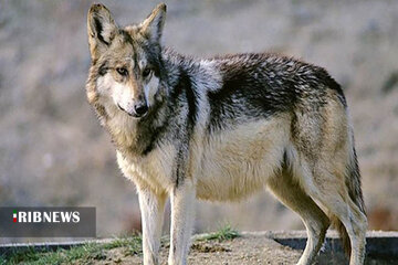 هشدار در مورد حمله گرگها در رزن هشدار در مورد حمله گرگها در رزن