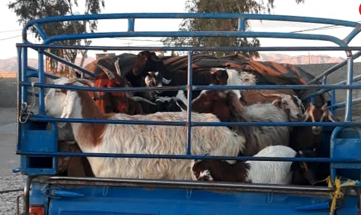 کشف ۱۷ رأس احشام فاقد مجوز در شهرستان سربیشه کشف ۱۷ رأس احشام فاقد مجوز در شهرستان سربیشه