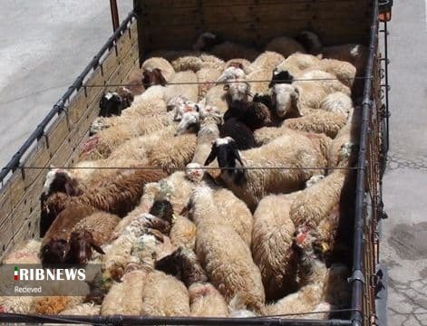 کشف ۶۰ راس دام قاچاق کشف ۶۰ راس دام قاچاق
