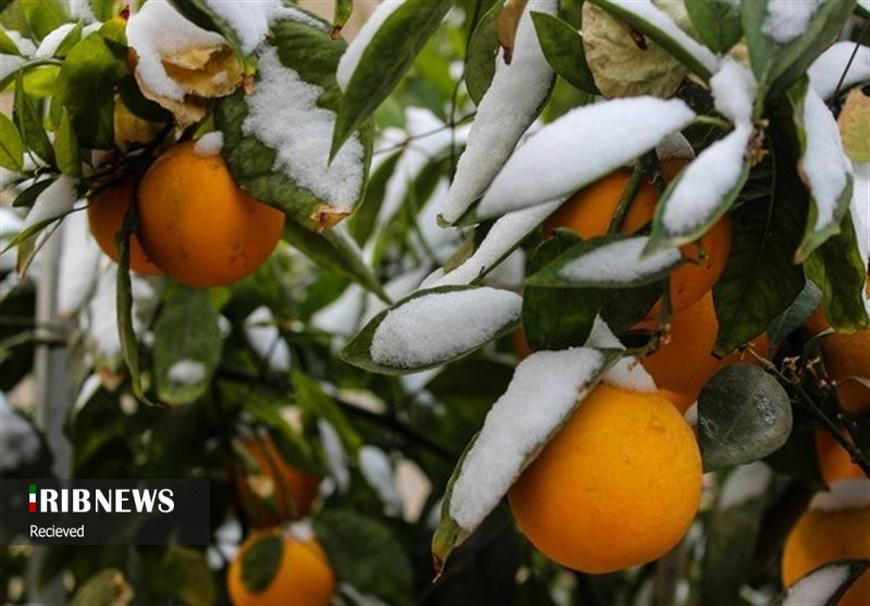 هشدارهای مهم سازمان هواشناسی به کشاورزان تا ۷ دی هشدارهای مهم سازمان هواشناسی به کشاورزان تا ۷ دی
