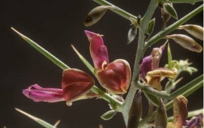 خواص درمانی خارشتر خواص درمانی خارشتر