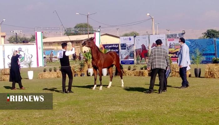 حضور تماشاگر در مسابقات کشوری زیبایی اسب گتوند ممنوع حضور تماشاگر در مسابقات کشوری زیبایی اسب گتوند ممنوع