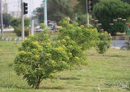 کاشت درخت برهان گلی در اهواز کاشت درخت برهان گلی در اهواز
