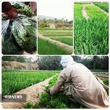 اَمباگ،پرطرفدار در جنوب سیستان و بلوچستان