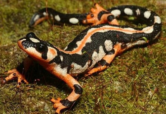 حیات وحش بومی ایران را بشناسید