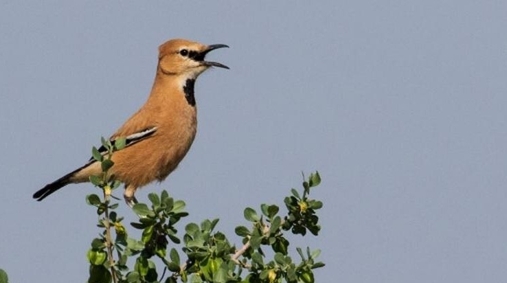 حیات وحش بومی ایران را بشناسید