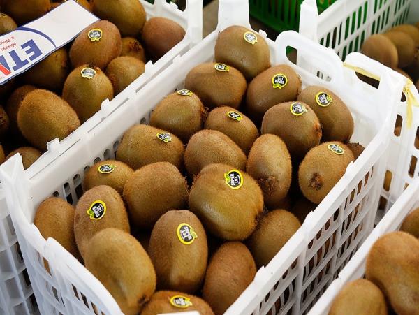علاقمندی بازار جهانی به کیوی مازندران