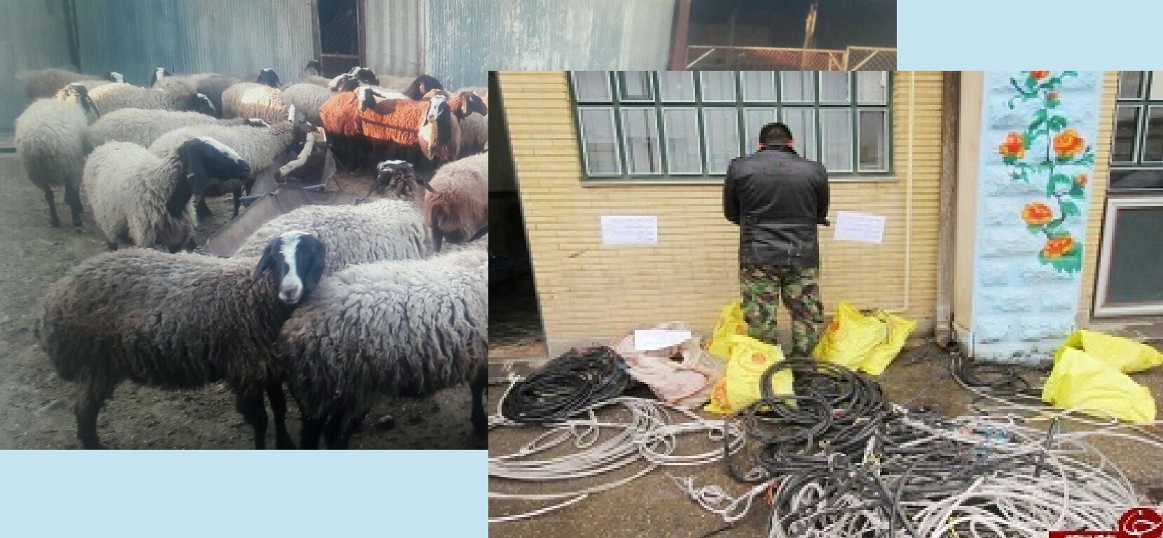 دستگیری سارقان سیم برق و احشام در اهر