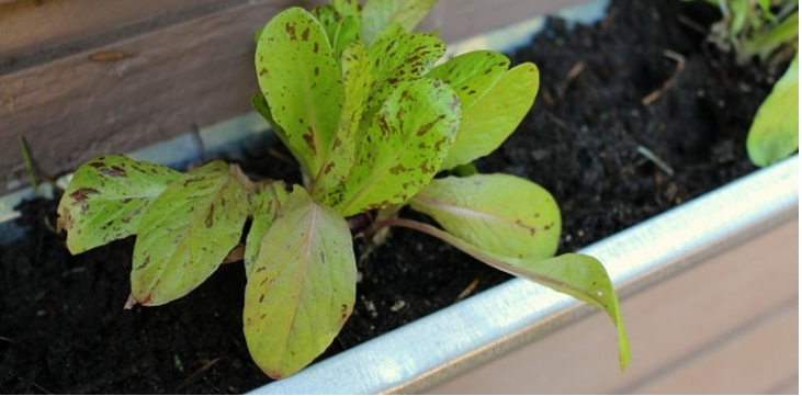 کاشت کاهو روی دیوار