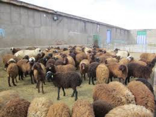 بهره برداری از دامداری گوسفند داشتی و شرکت بسته بندی تخم مرغ در همدان بهره برداری از دامداری گوسفند داشتی و شرکت بسته بندی تخم مرغ در همدان