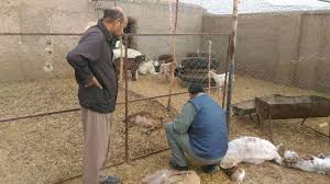 حمله گرگهای گرسنه به آغل گوسفندان در فردوس حمله گرگهای گرسنه به آغل گوسفندان در فردوس