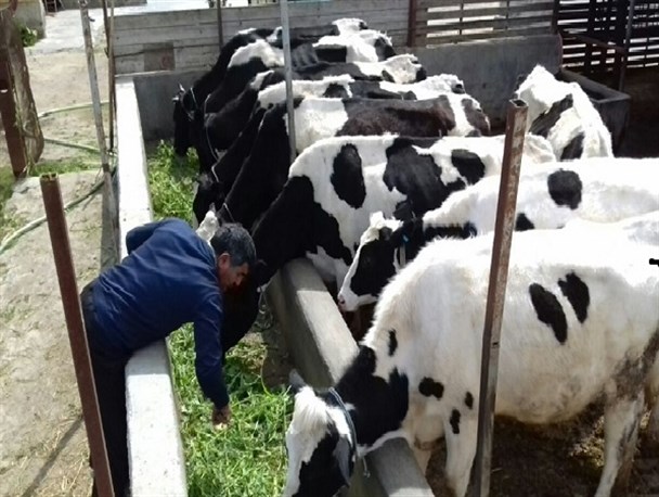 فرش قرمزِ اعراب برای گوسفندهای ایرانی فرش قرمزِ اعراب برای گوسفندهای ایرانی
