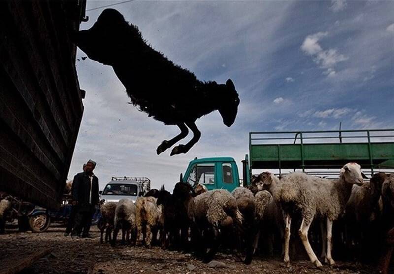 فرش قرمزِ اعراب برای گوسفندهای ایرانی فرش قرمزِ اعراب برای گوسفندهای ایرانی