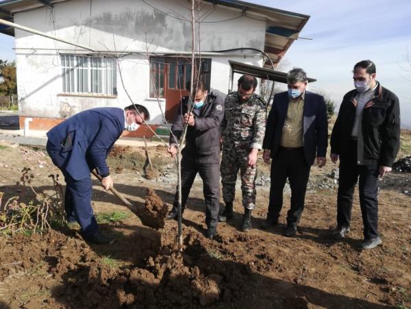 زراعت چوب در زمین‌های دانشگاه آزاد قائم شهر