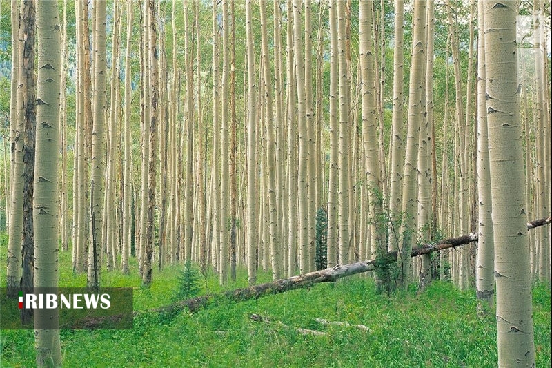 غرس ۸۰۰ هزار اصله نهال صنوبر در همدان غرس ۸۰۰ هزار اصله نهال صنوبر در همدان