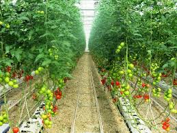 پیشرفت ۴۰ درصدی واحد گلخانهای کوثر پیشرفت ۴۰ درصدی واحد گلخانهای کوثر