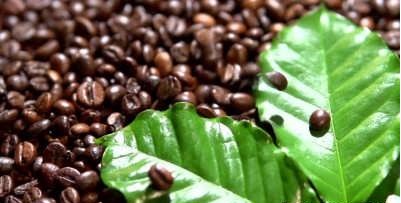 طریقه کاشت قهوه در خانه