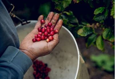 طریقه کاشت قهوه در خانه