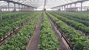 چند توصیه برای کاهش خسارت سرمازدگی در گلخانه‌ها و نهالستان‌ها