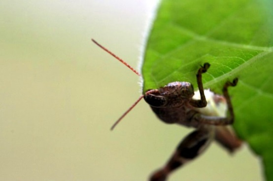 دنیای رازآلود گیاهان دنیای رازآلود گیاهان