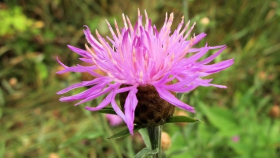 دنیای رازآلود گیاهان دنیای رازآلود گیاهان