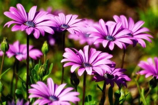 دنیای رازآلود گیاهان دنیای رازآلود گیاهان