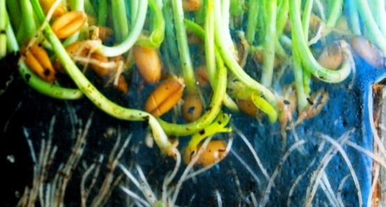 دنیای رازآلود گیاهان دنیای رازآلود گیاهان